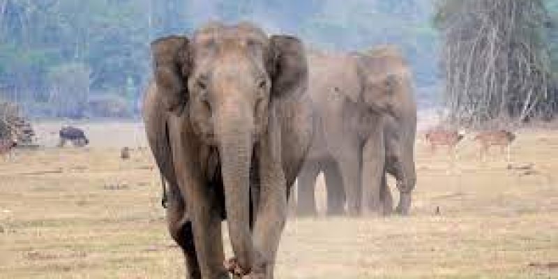 Number Of Elephants Goes Up By 346 From Last Count, Touches 6,395 In Karnataka
