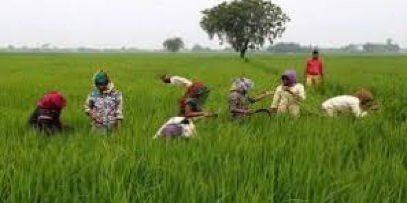 Odisha Balaram Scheme