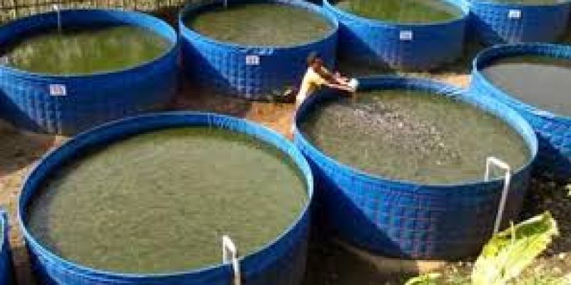 Odisha Biofloc Tech Fish Farming Scheme