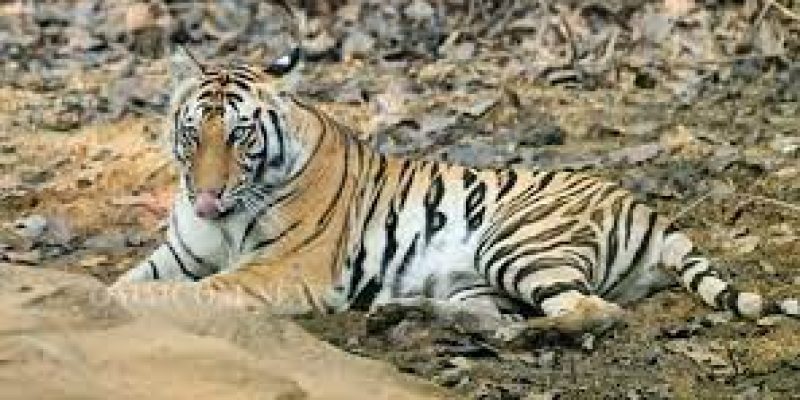 Odisha sends back tigress from Satkosia reserve to Madhya Pradesh