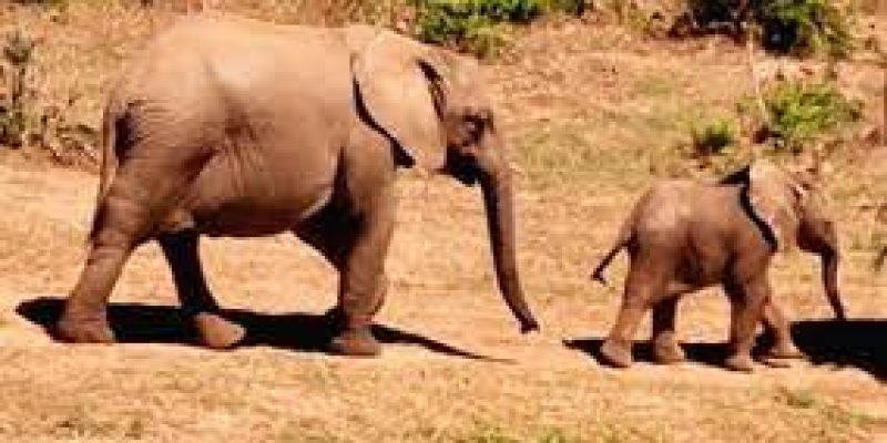 Odisha to prepare wildlife management plan in newly allotted coal blocks