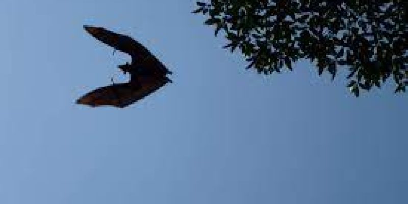 Olympian bat is peaking the interest of climate scientists