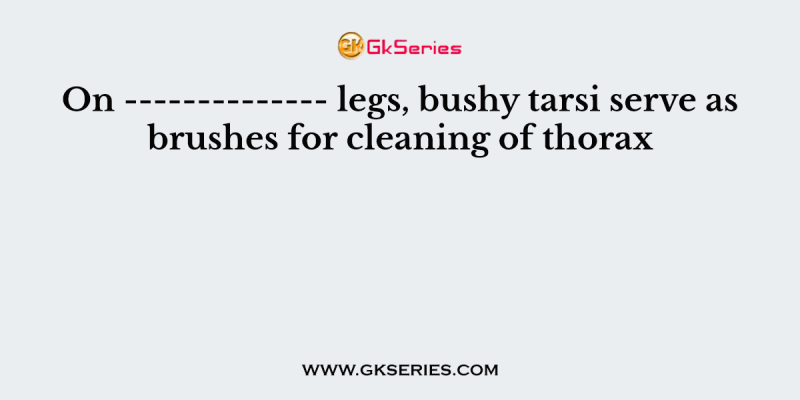 On ————– legs, bushy tarsi serve as brushes for cleaning of thorax