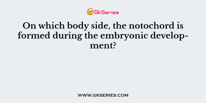 On which body side, the notochord is formed during the embryonic development?