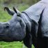 World Rhino Day 2020