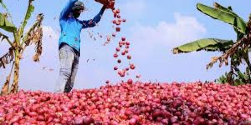Centre decides to lift ban on onion exports