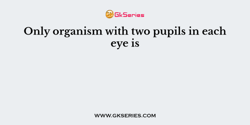 Only organism with two pupils in each eye is