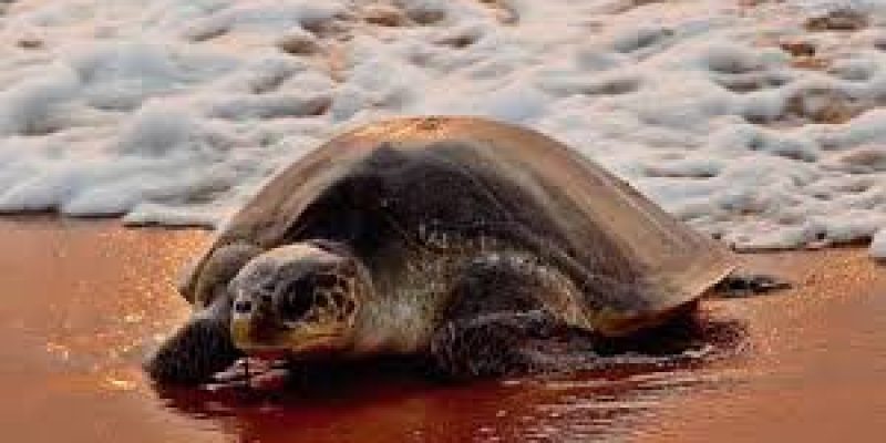 Operation Olivia: A Marine Conservation Success by the Indian Coast Guard