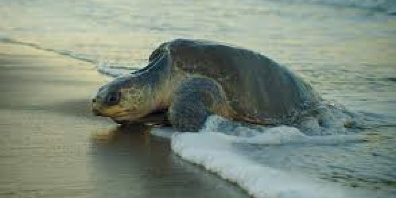 Operation Olivia to protect Olive Ridley turtles