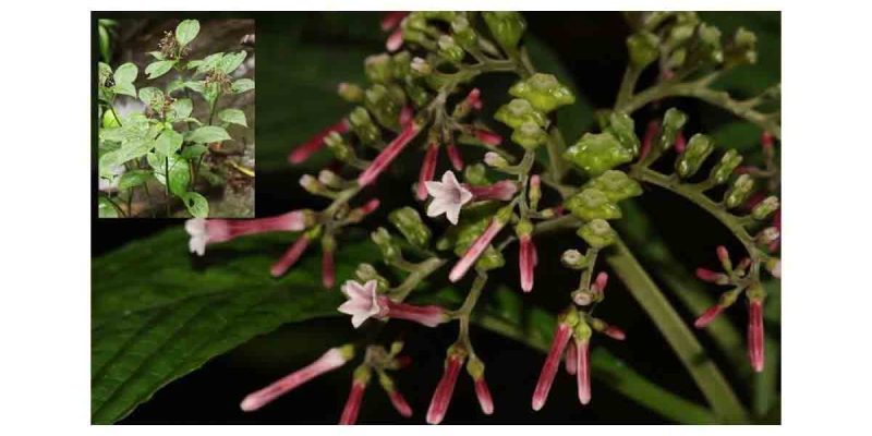 Ophiorrhiza mizoramensis — New Coffee-Family Plant from Mizoram