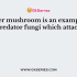 How many species of fungi are known until now