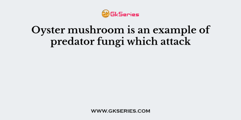 Oyster mushroom is an example of predator fungi which attack