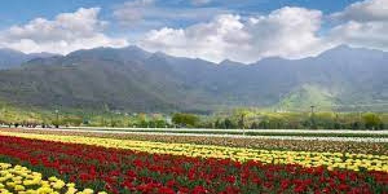PM Modi asks people to visit Tulip garden in J&K