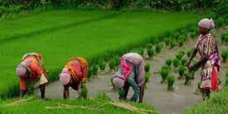 PM Modi launches Urea Gold for farmers