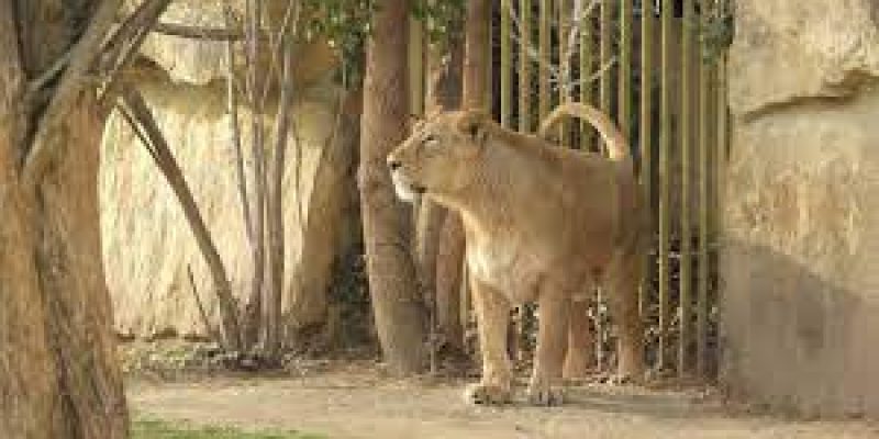 PM greeted all those passionate about lion conservation on World Lion Day