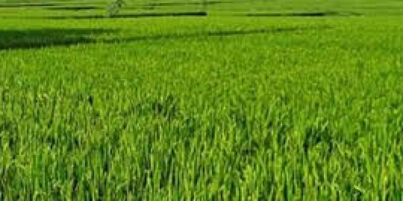 Revamping of the Crop Insurance Schemes