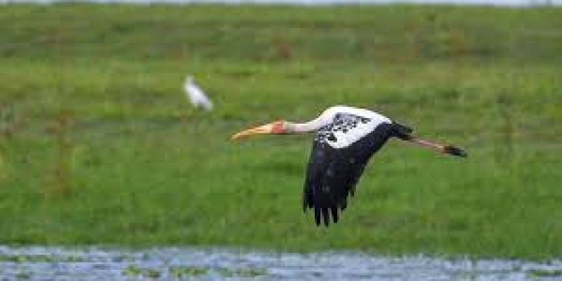 Painted Storks Return To Kaziranga After 4 Years