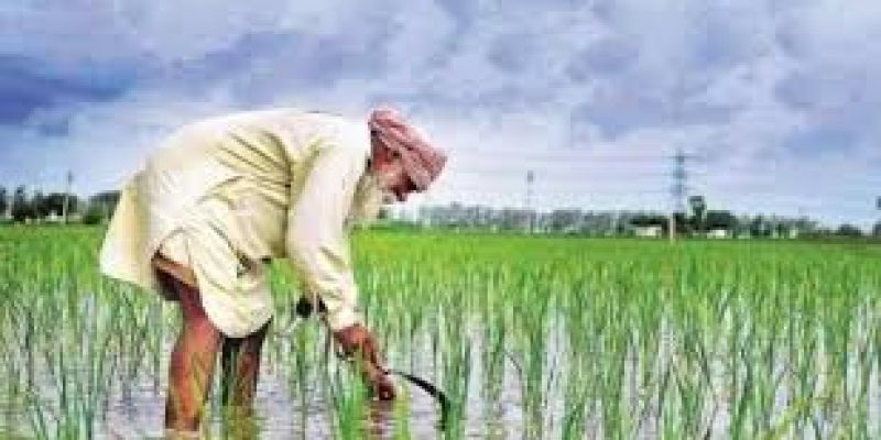 Paramparagat Krishi Vikas Yojana (PKVY)