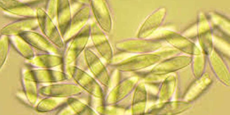 Parasynnemellisia khasiana — Unique Fungal Discovery in the Khasi Hills