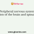 Name the multipolar neuron which is located entirely within the central nervous system