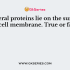 What is the percentage of protein in the cell membrane of human erythrocytes?
