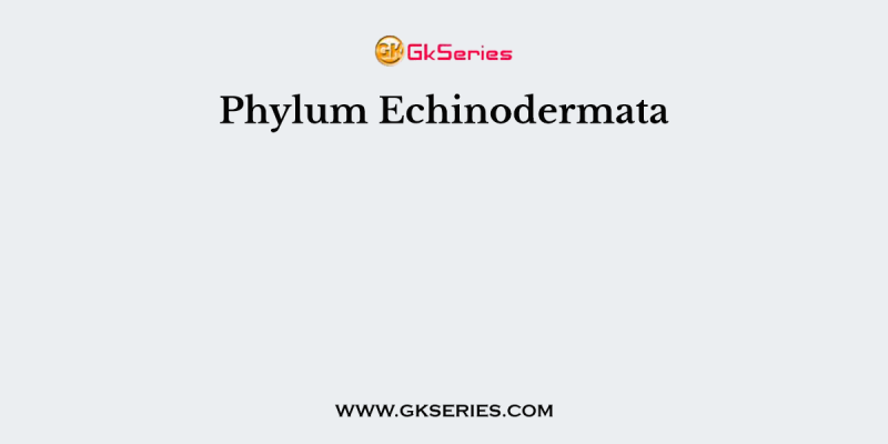 Phylum Echinodermata