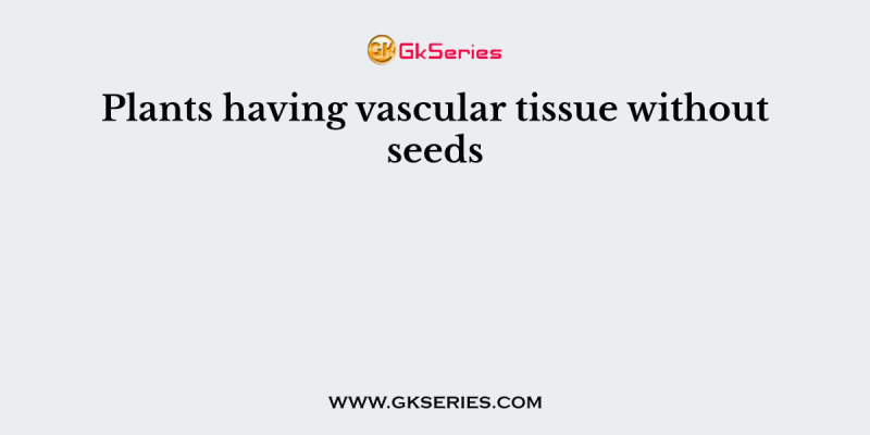 Plants having vascular tissue without seeds