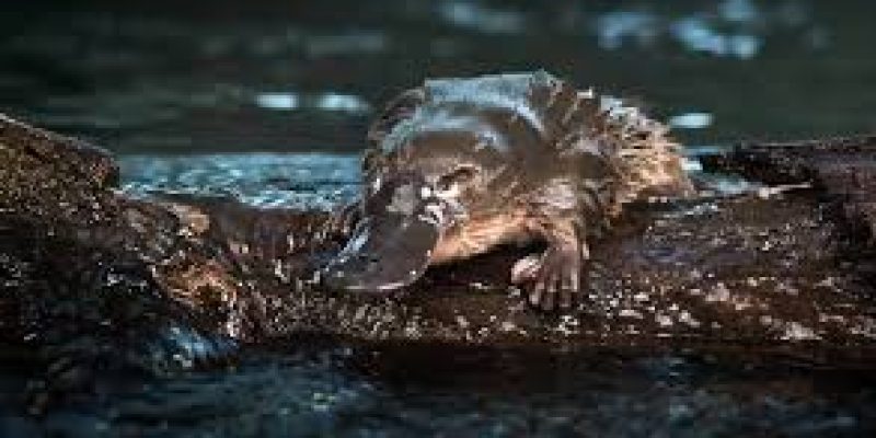Platypus of Australia under threat from climate change
