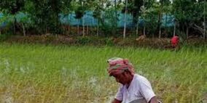 Pokkali rice seedlings travel from Kerala to the Sunderbans