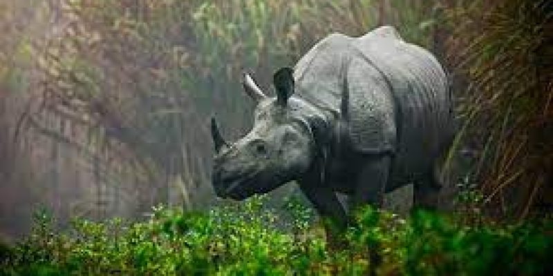 Political parties are frequently invoking rhinos in Assam