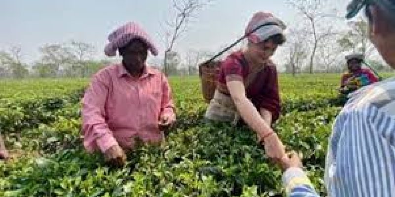 Political significance of Assam’s tea garden workers