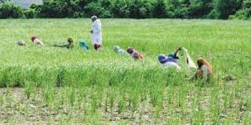 Pradhan Mantri Fasal Bima Yojana for 2021-22