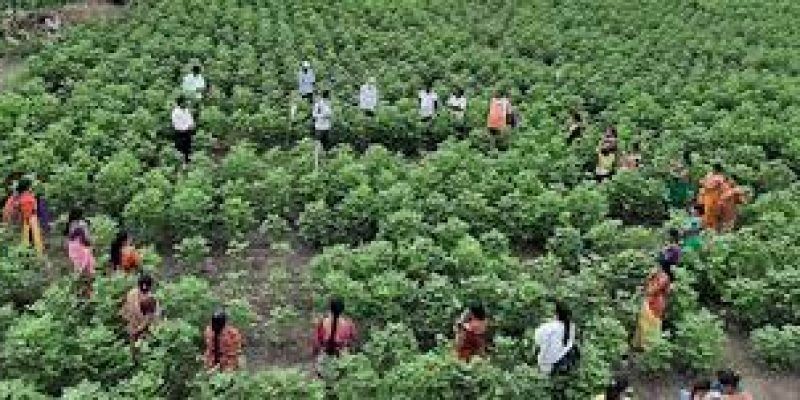 Processing of agro-products in rural areas of Maharashtra