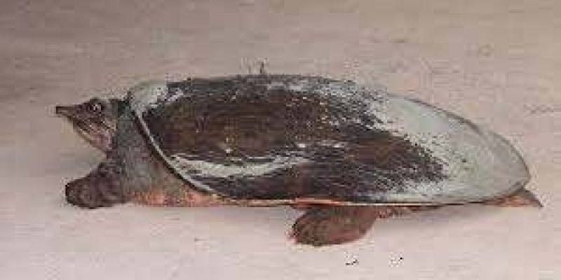 Professor rescues vulnerable turtle from Assam fish market