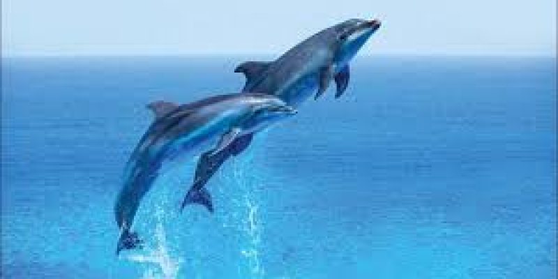 Project Dolphin, Project Lion and Ladakh’s potential to be India’s first carbon neutral region