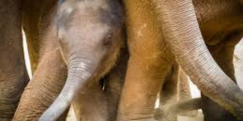 Project Elephant Review: Census Phase-I Completed