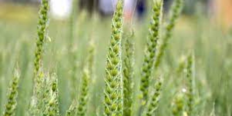 Promoting of Organic Farming under Paramparagat Krishi Vikas Yojana (PKVY)