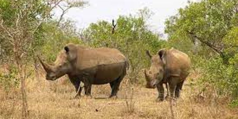 Proposal to degrade the status of Southern white rhino from Appendix I to Appendix II was accepted at COP19 to CITES.