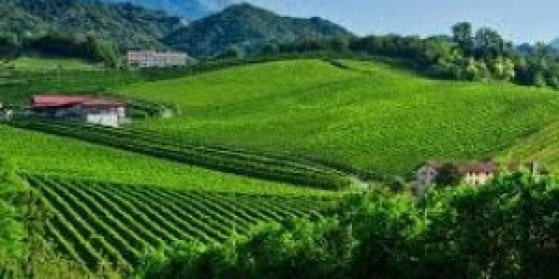 The Prosecco hills of Italy is added to Unesco’s World Heritage list