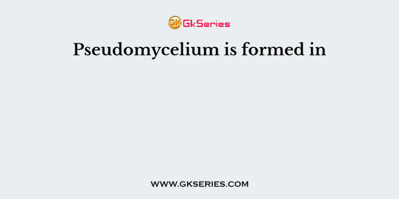 Pseudomycelium is formed in