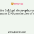 Pulse field gel electrophoresis was developed by