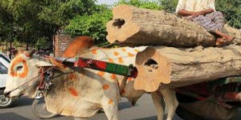 Punjab and Haryana High Court has accorded the status of legal person or entity to animals