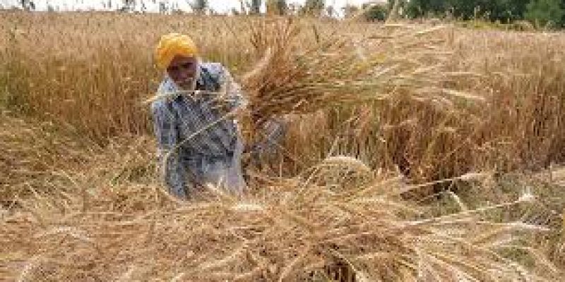 Government announced increase in MSPs for six Rabi crops