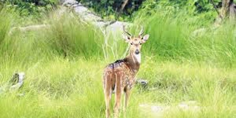 Raimona reserve forest named sixth national park in Assam