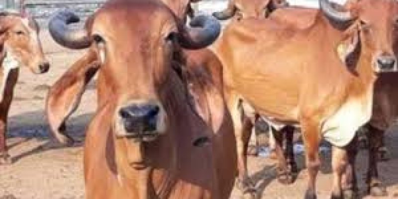 “Rajyamata-Gomata” Tag Declared to Desi Cows In Maharashtra
