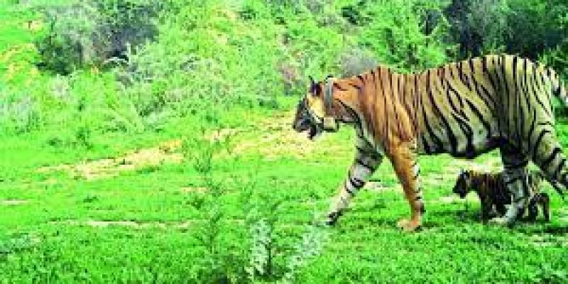 Ramgarh Vishdhari Tiger Reserve (RVTR) witnessed the birth of cubs for the first time