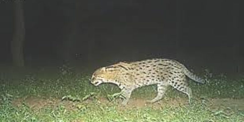 Rare fishing cat spotted for first time at Ramgarh Vishdhari Tiger Reserve