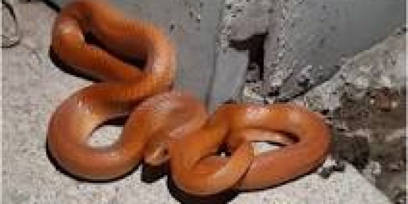 Very rare Red Coral Kukri snake Spotted in Uttar Pradesh