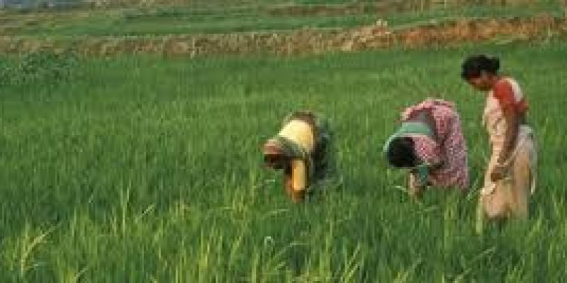 Registration Committee recommends banning use of TB drug on crops