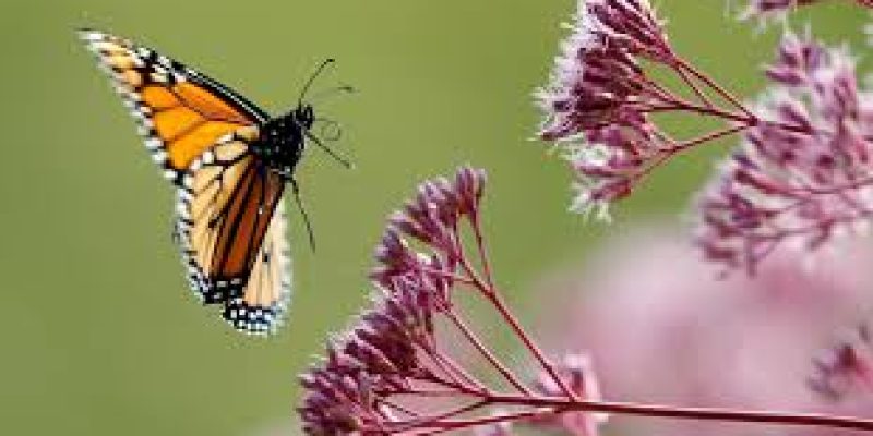 Researchers find new butterfly species